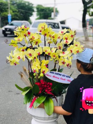 Chậu lan hồ điệp - 01