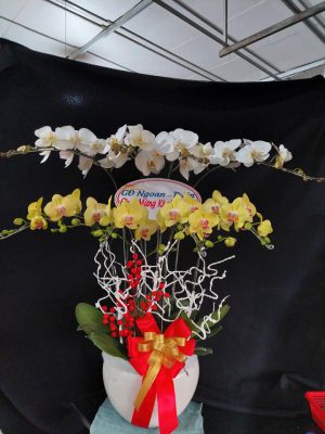 Chậu lan hồ điệp - 11