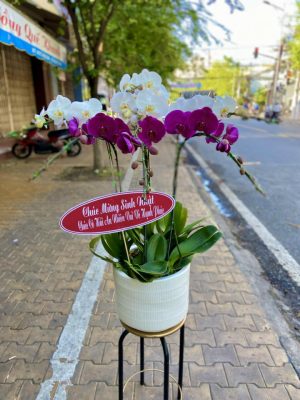 Chậu lan hồ điệp - 26